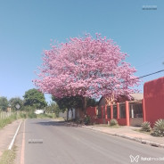 Acompanhante Rogerio Reis - Perfil