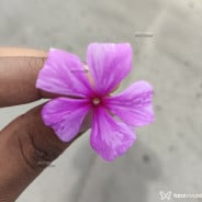 Acompanhante Ana Lis - Perfil