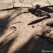 Acompanhante Nego - Perfil