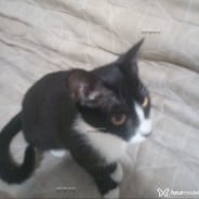 Acompanhante Fantasminha - Perfil