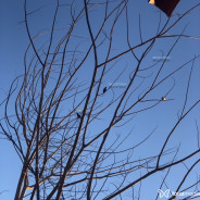 Acompanhante Lima Silva - Perfil
