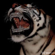 Acompanhante Pantera Negra - Perfil