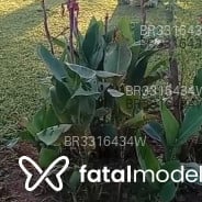 Acompanhante Roda - Perfil
