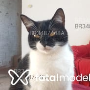 Acompanhante Oliver - Perfil