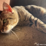 Acompanhante Safira - Perfil