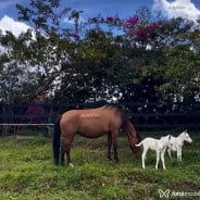 Acompanhante Maria - Perfil