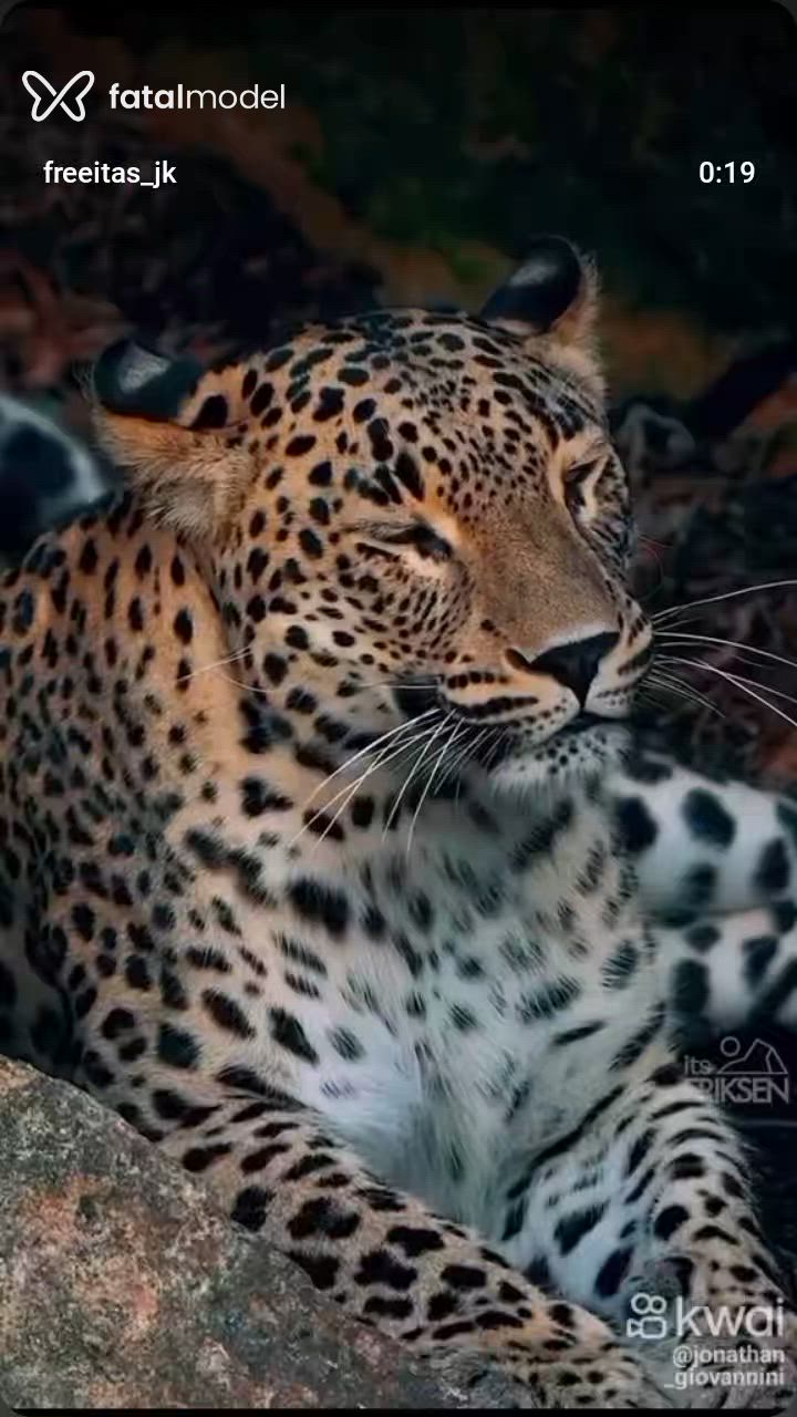 Vídeo 6