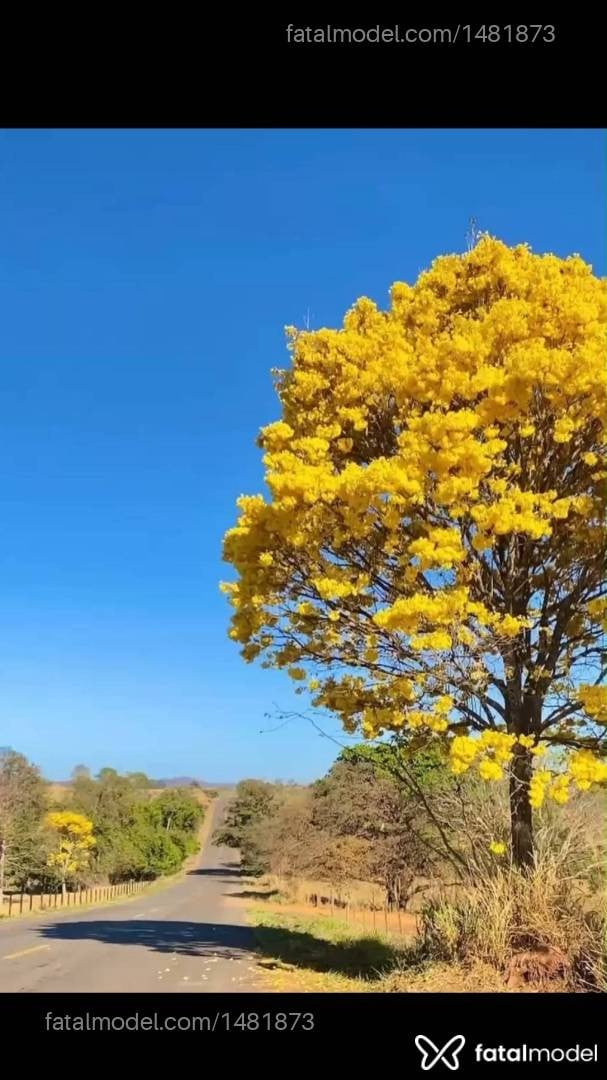 Acompanhante mulher morena (o) de olhos castanhos - Viviane