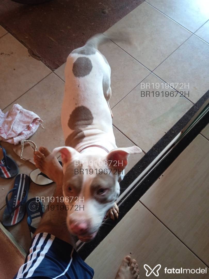 Acompanhante homem loira (o) de olhos castanhos em Maringá - Gui modesto