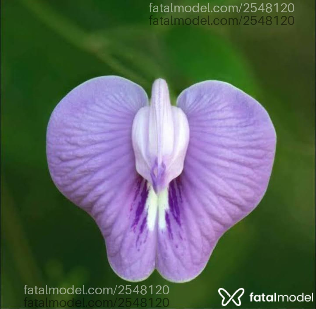 Acompanhante mulher morena (o) de olhos castanhos em Belém - Lindaaa