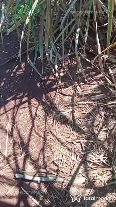 Acompanhante mulher trans morena (o) de olhos castanhos em Igaraçu do Tietê Acompanhante mulher trans morena (o) de olhos castanhos em Igaraçu do Tietê - Danny