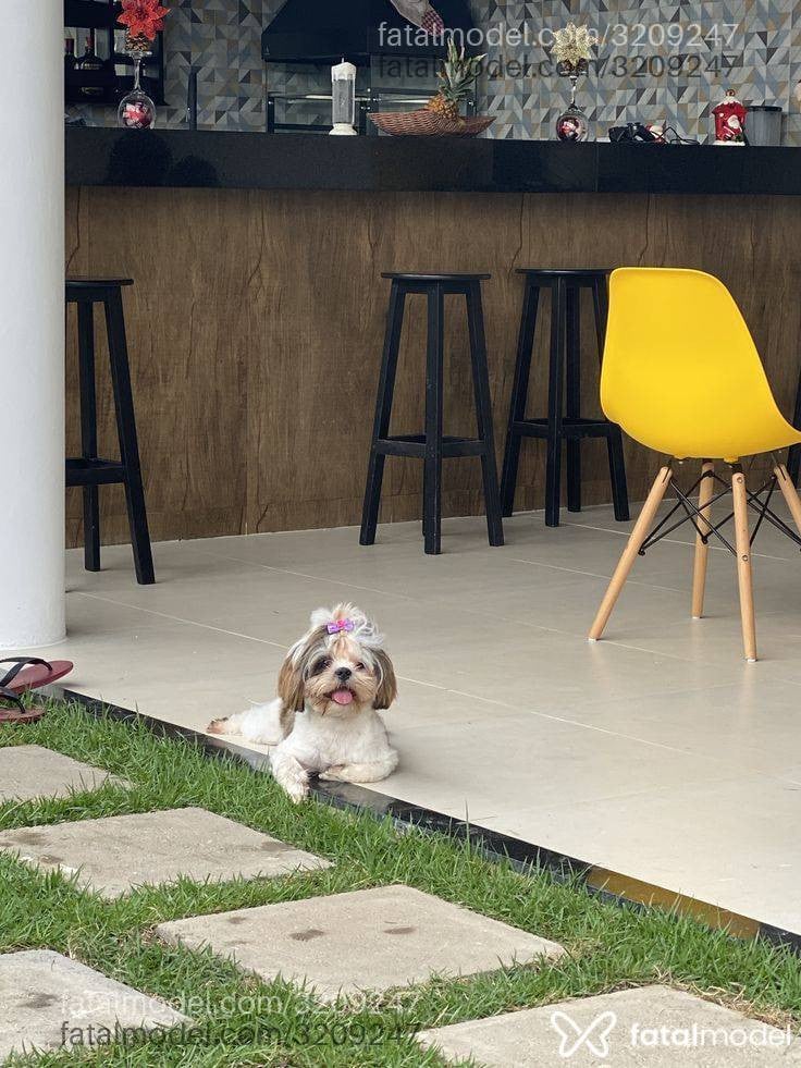 Acompanhante homem com cabelo castanho de olhos mel - Índio