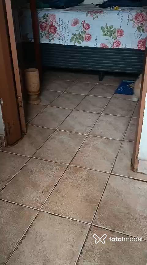 Vídeo 1