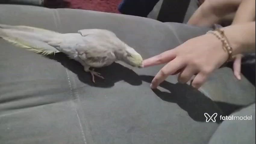 Vídeo 1